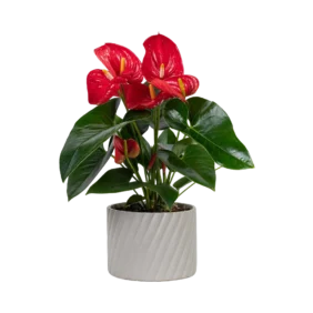 anthurium-red
